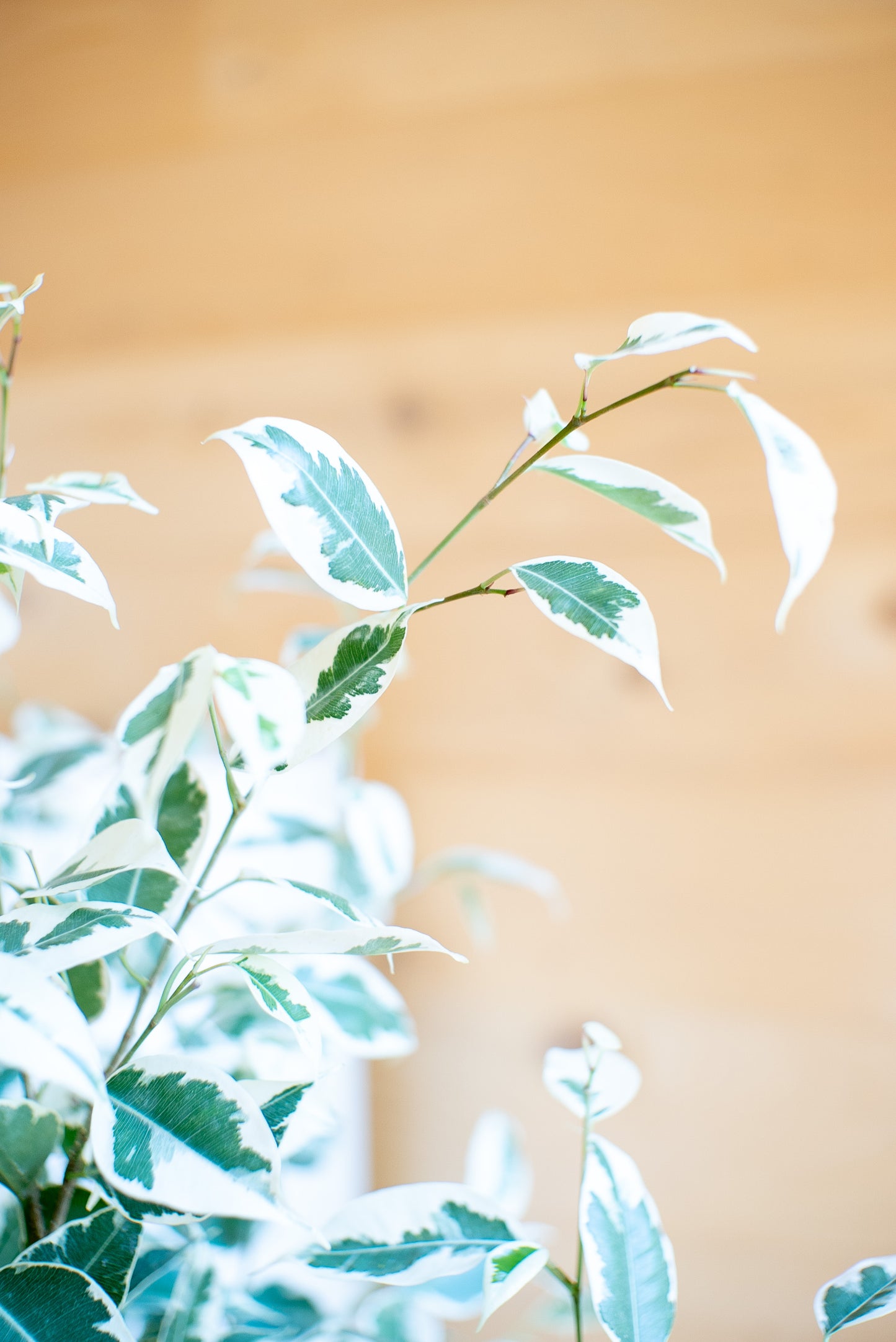 Ficus Benjamin Twilight