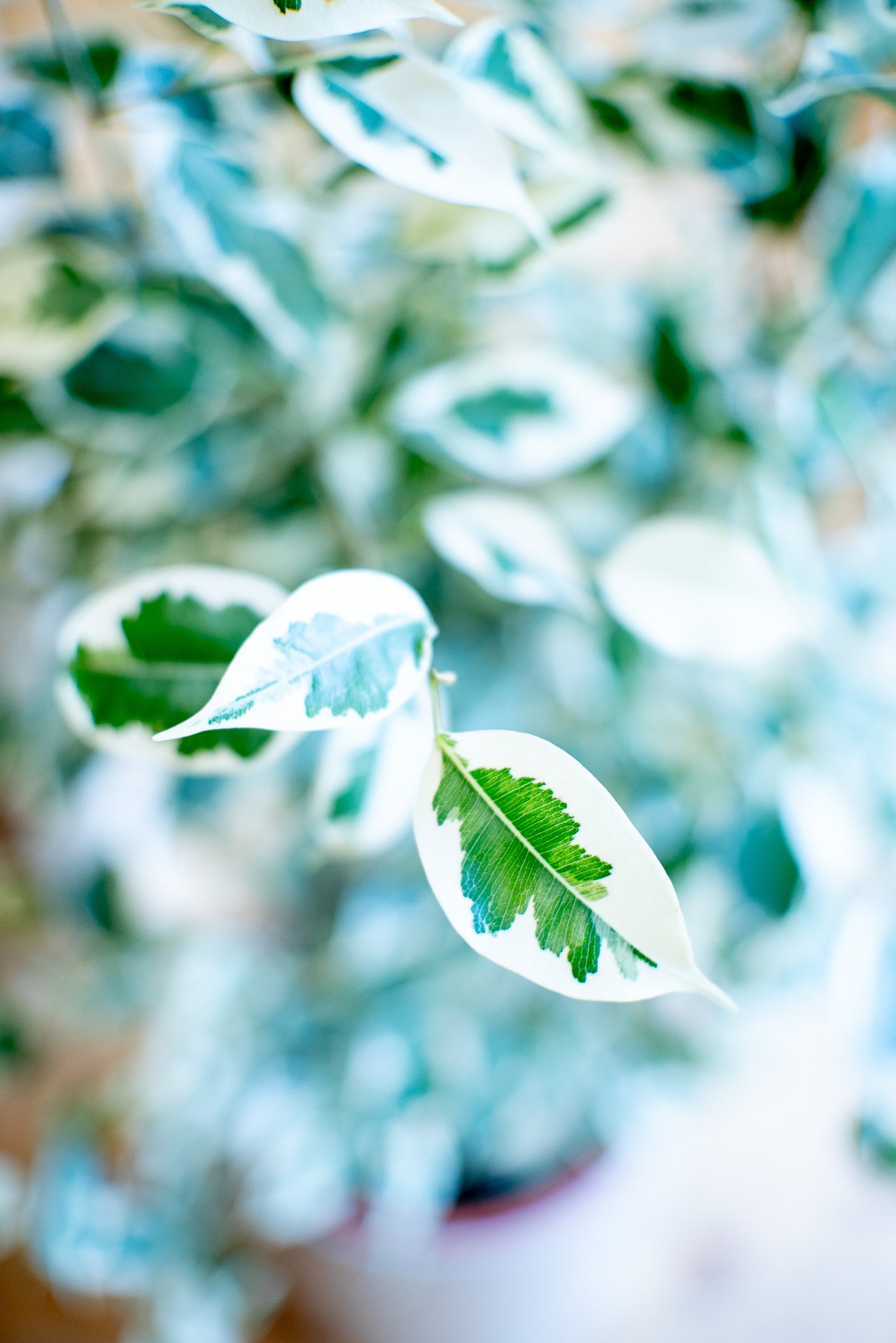 Ficus Benjamin Twilight