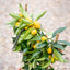 Fortunella Kumquat su Spalliera - Agrume Ornamentale