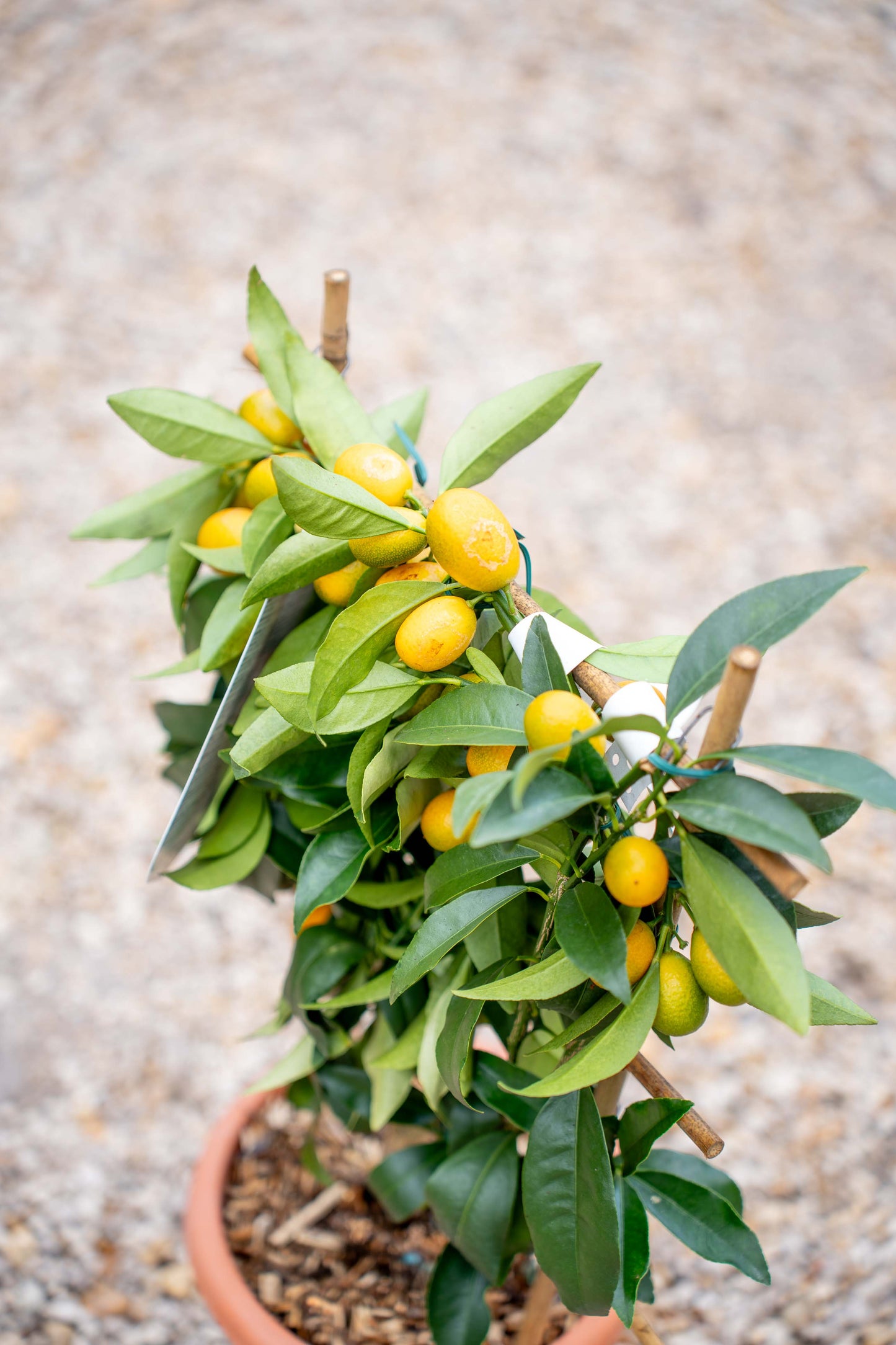 Fortunella Kumquat su Spalliera - Agrume Ornamentale