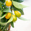 Fortunella Kumquat su Spalliera - Agrume Ornamentale