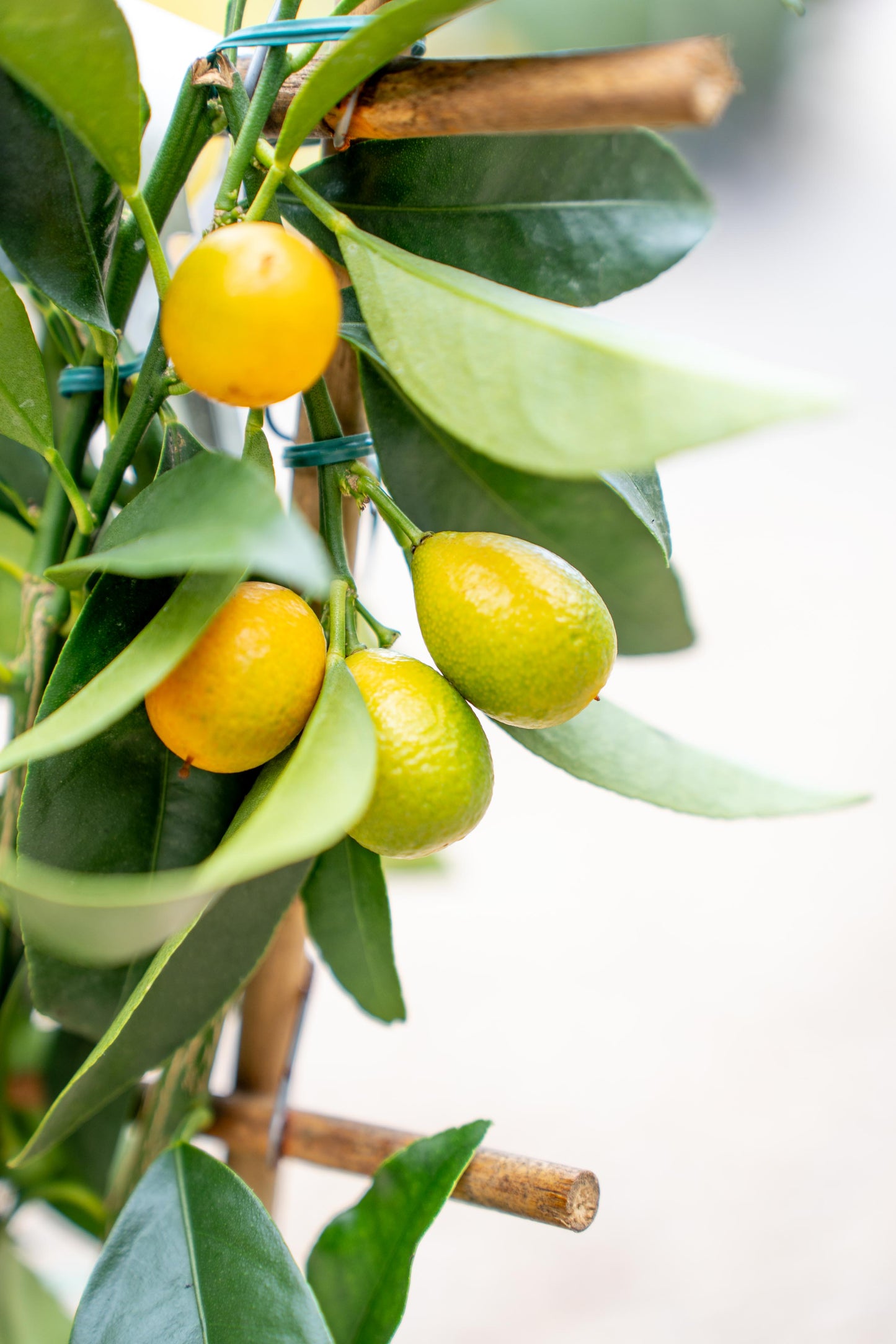 Fortunella Kumquat su Spalliera - Agrume Ornamentale