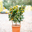 Fortunella Kumquat su Spalliera - Agrume Ornamentale