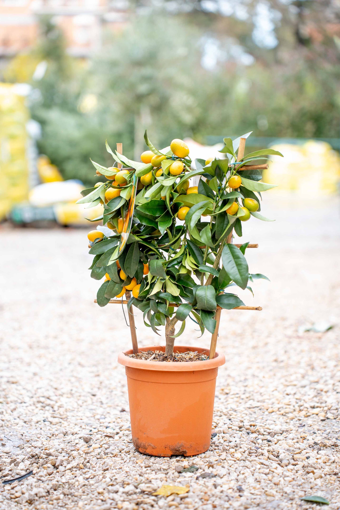 Fortunella Kumquat su Spalliera - Agrume Ornamentale
