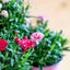 Garofanino (Dianthus spp.)