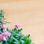 Garofanino (Dianthus spp.)