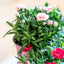 Garofanino (Dianthus spp.)