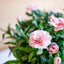 Garofanino (Dianthus spp.)