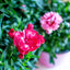 Garofanino (Dianthus spp.)