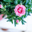 Garofanino (Dianthus spp.)