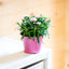 Garofanino (Dianthus spp.)