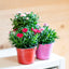 Garofanino (Dianthus spp.)
