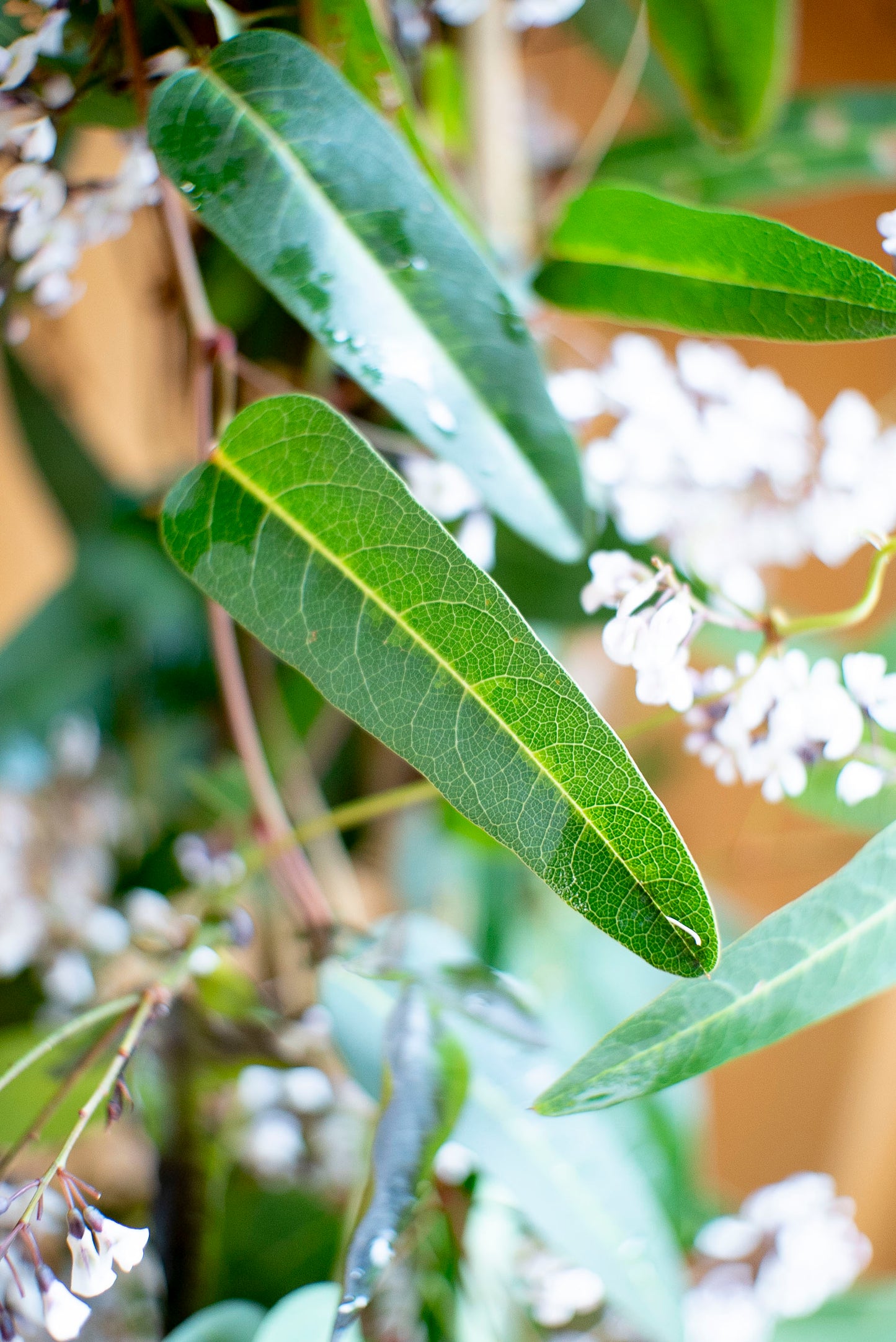 Hardenbergia