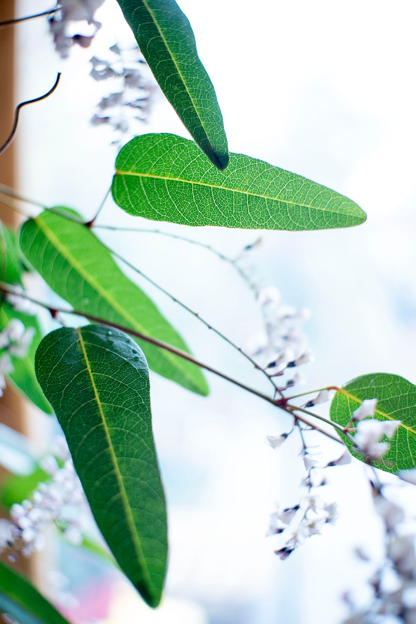 Hardenbergia