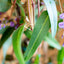 Hardenbergia