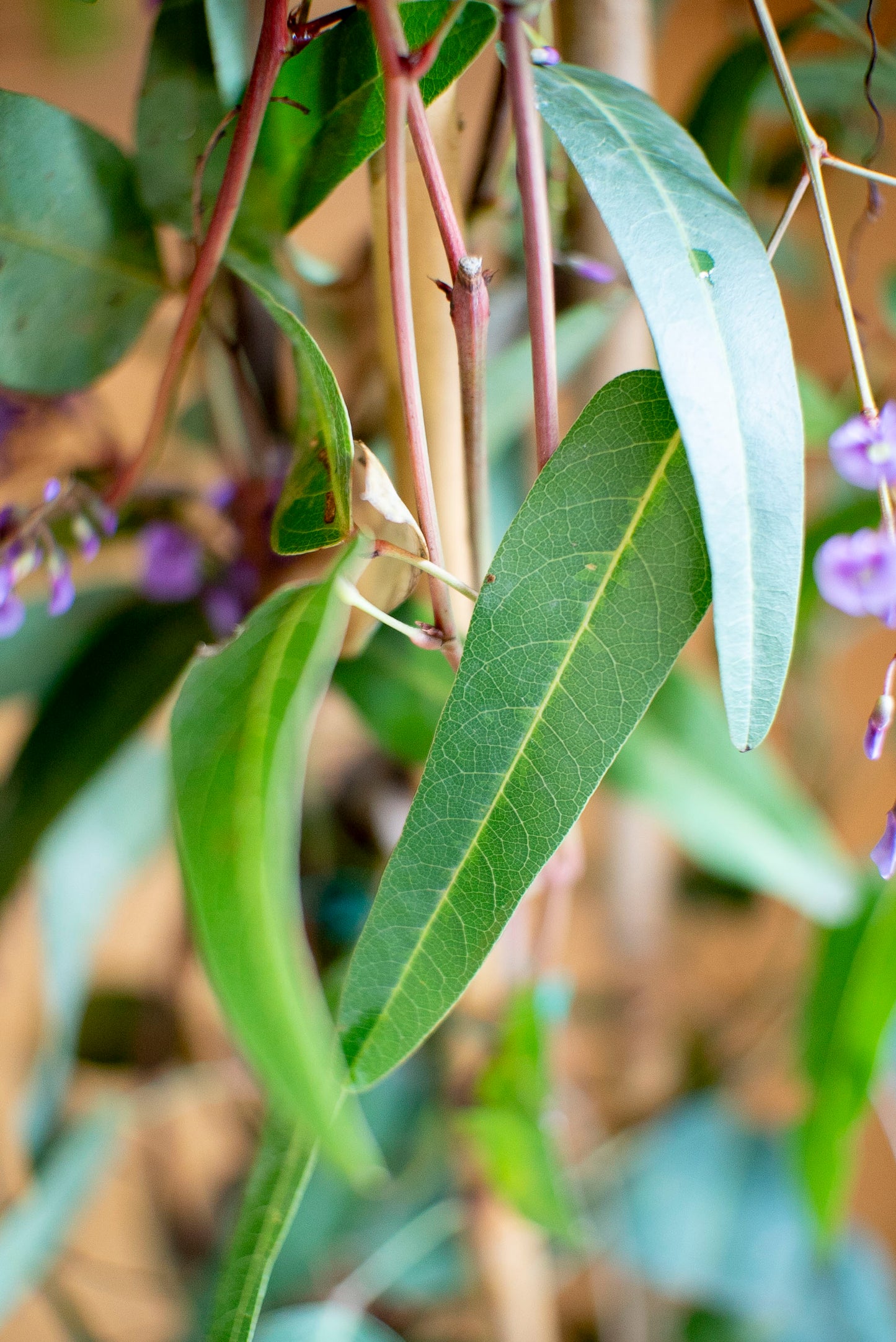 Hardenbergia