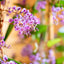 Hardenbergia