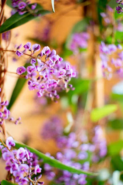 Hardenbergia