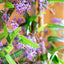 Hardenbergia