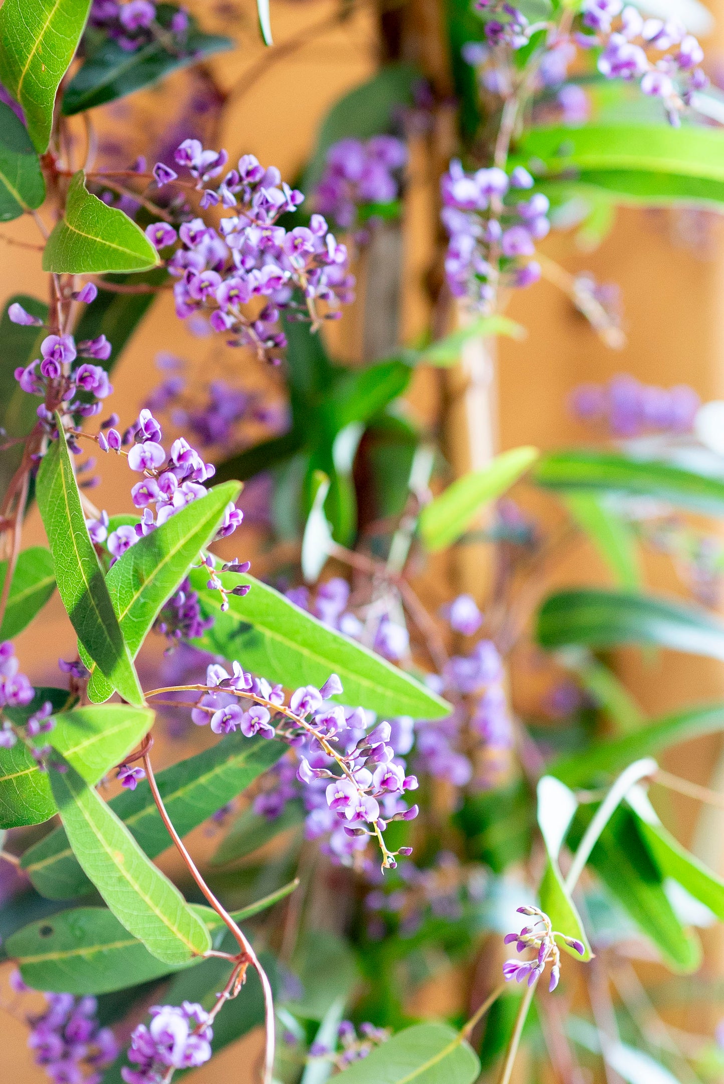 Hardenbergia