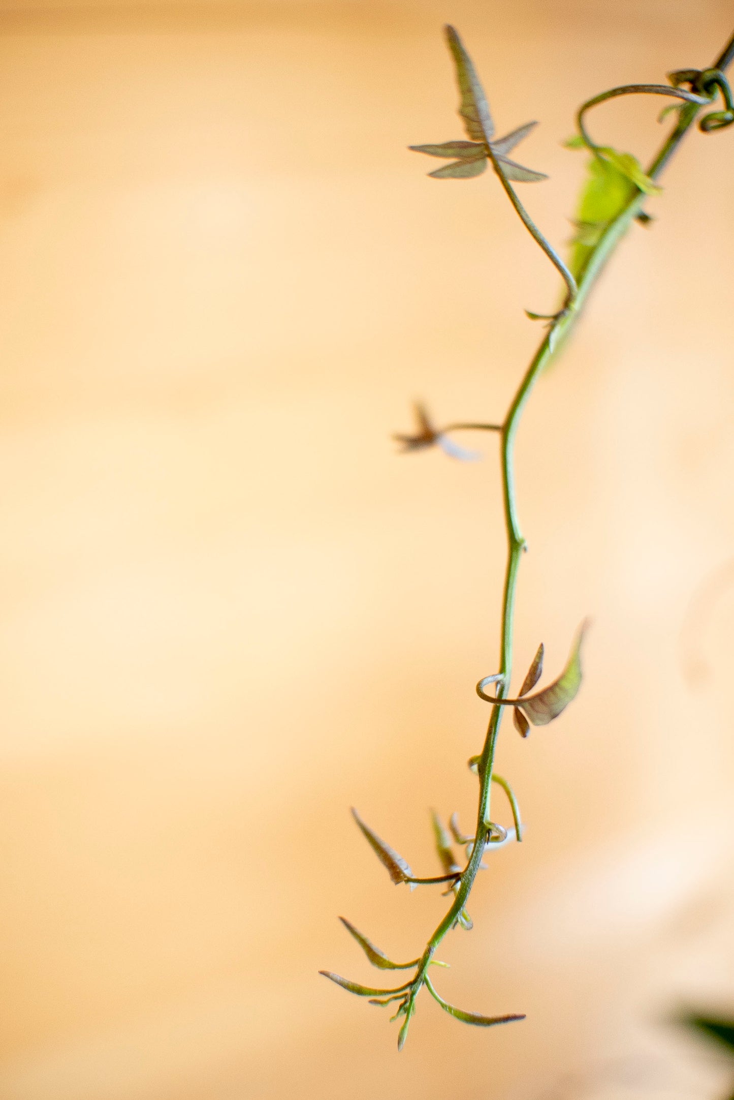 Hardenbergia