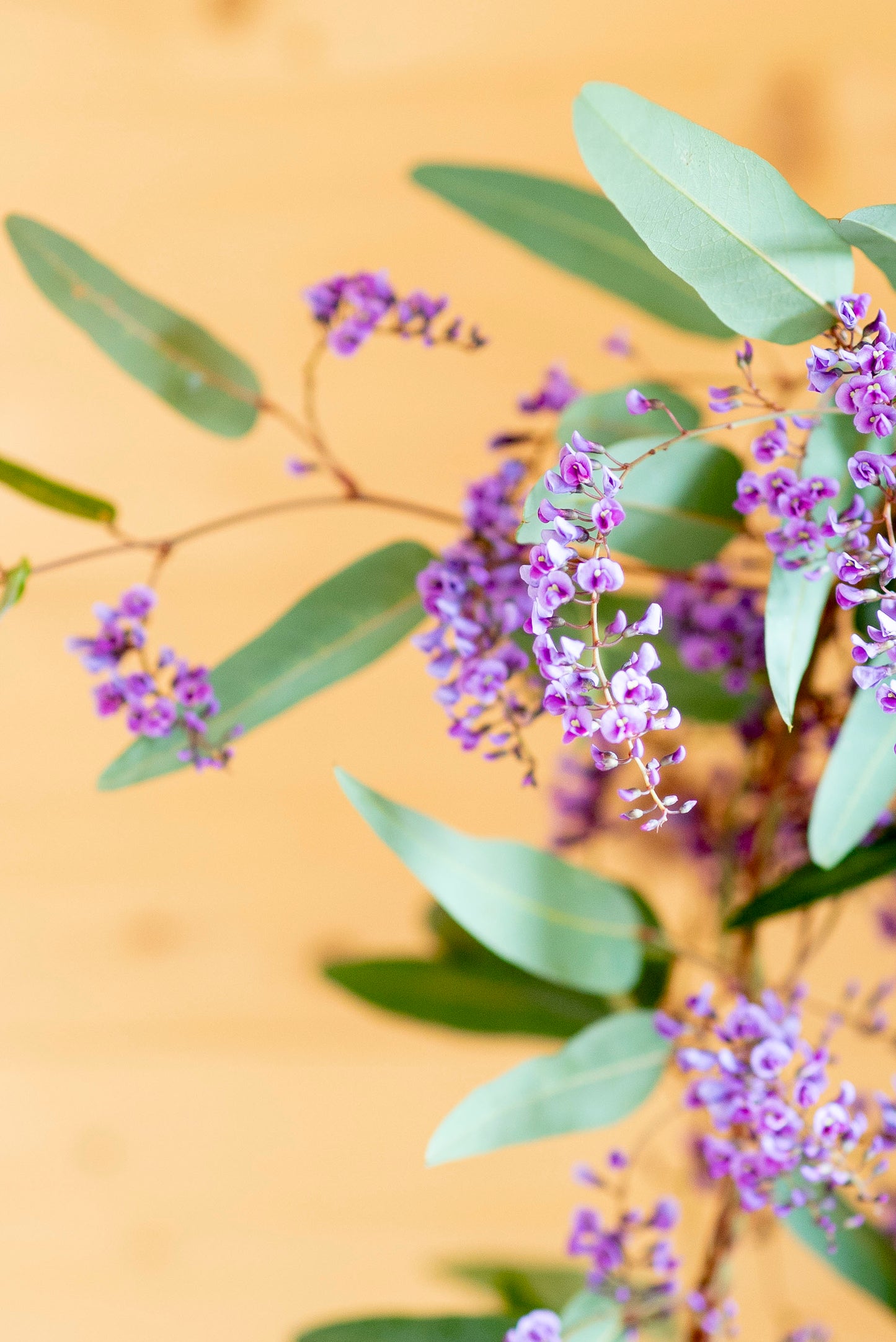 Hardenbergia