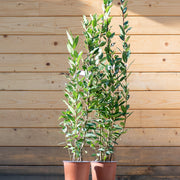 Lauro nobile (Laurus nobilis) “Alloro” – vaso Ø19 cm