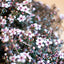 Leptospermum