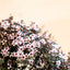 Leptospermum