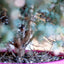 Leptospermum
