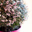 Leptospermum