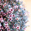 Leptospermum