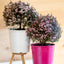 Leptospermum