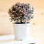 Leptospermum