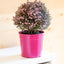 Leptospermum