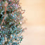 Leptospermum