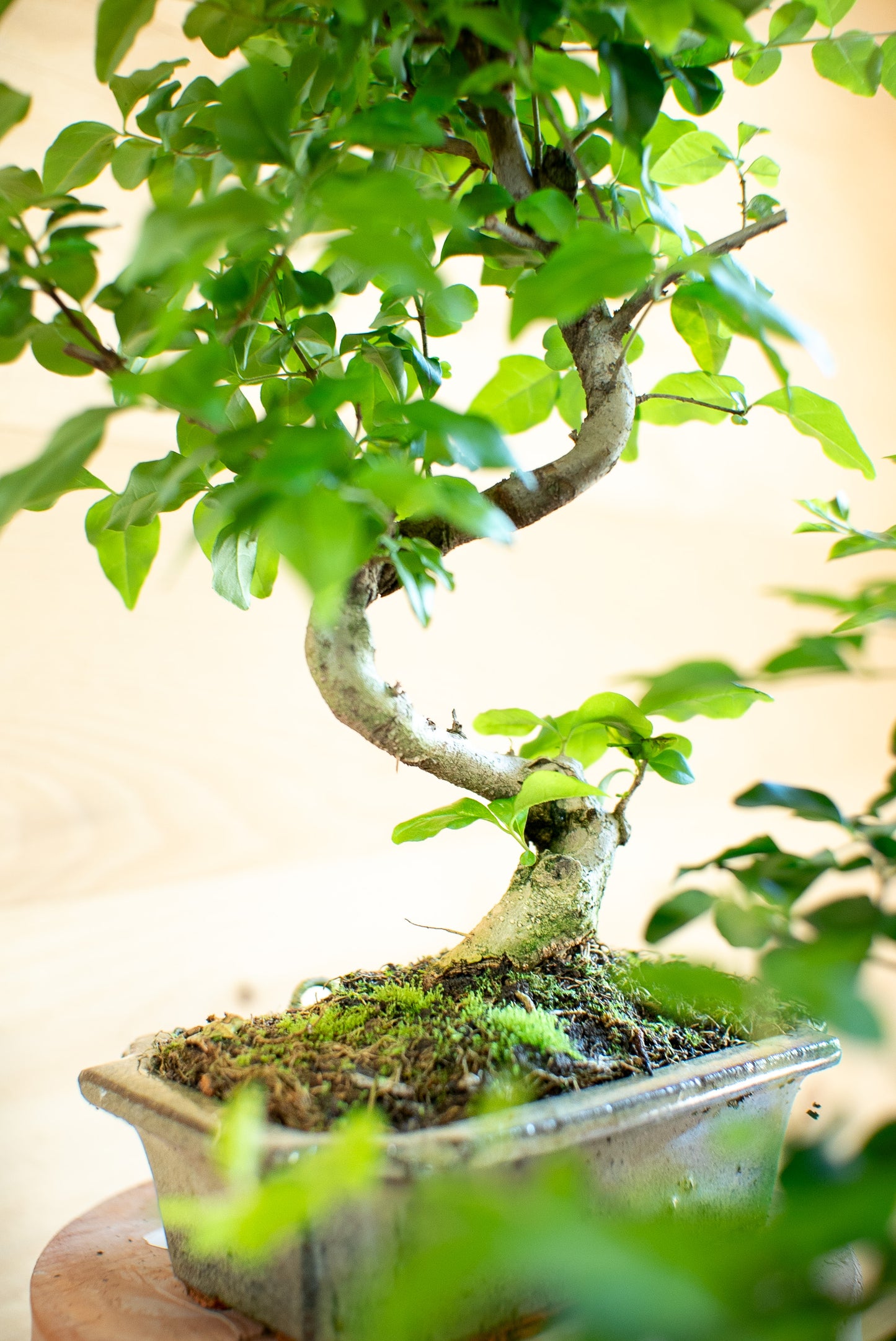 Ligustro Bonsai