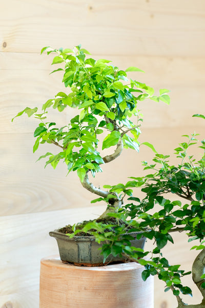 Ligustro Bonsai