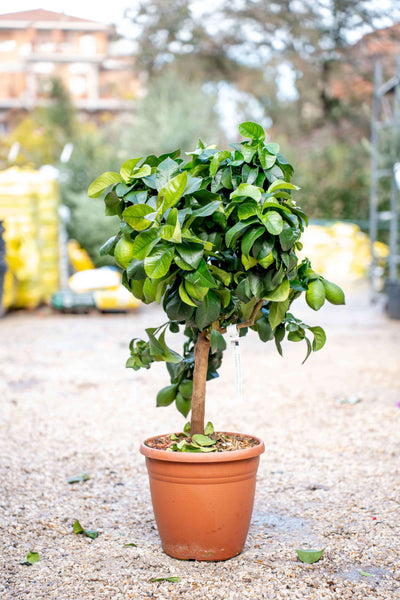 Limone 4 Stagioni (Lunario) ad Alberello - Agrume Rifiorente da Vaso