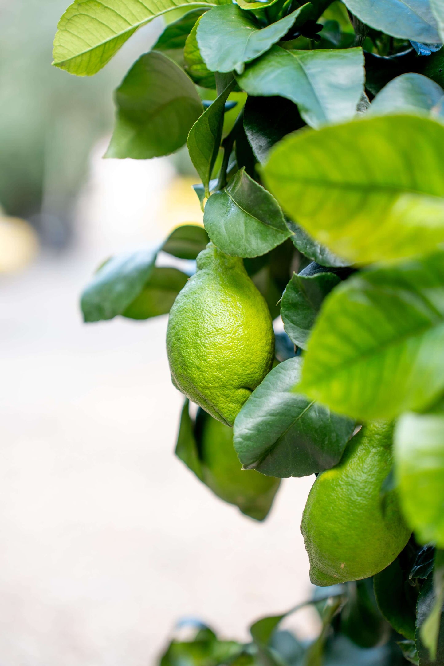 Limone 4 Stagioni (Lunario) ad Alberello - Agrume Rifiorente da Vaso