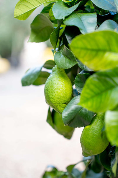 Limone 4 Stagioni (Lunario) ad Alberello - Agrume Rifiorente da Vaso