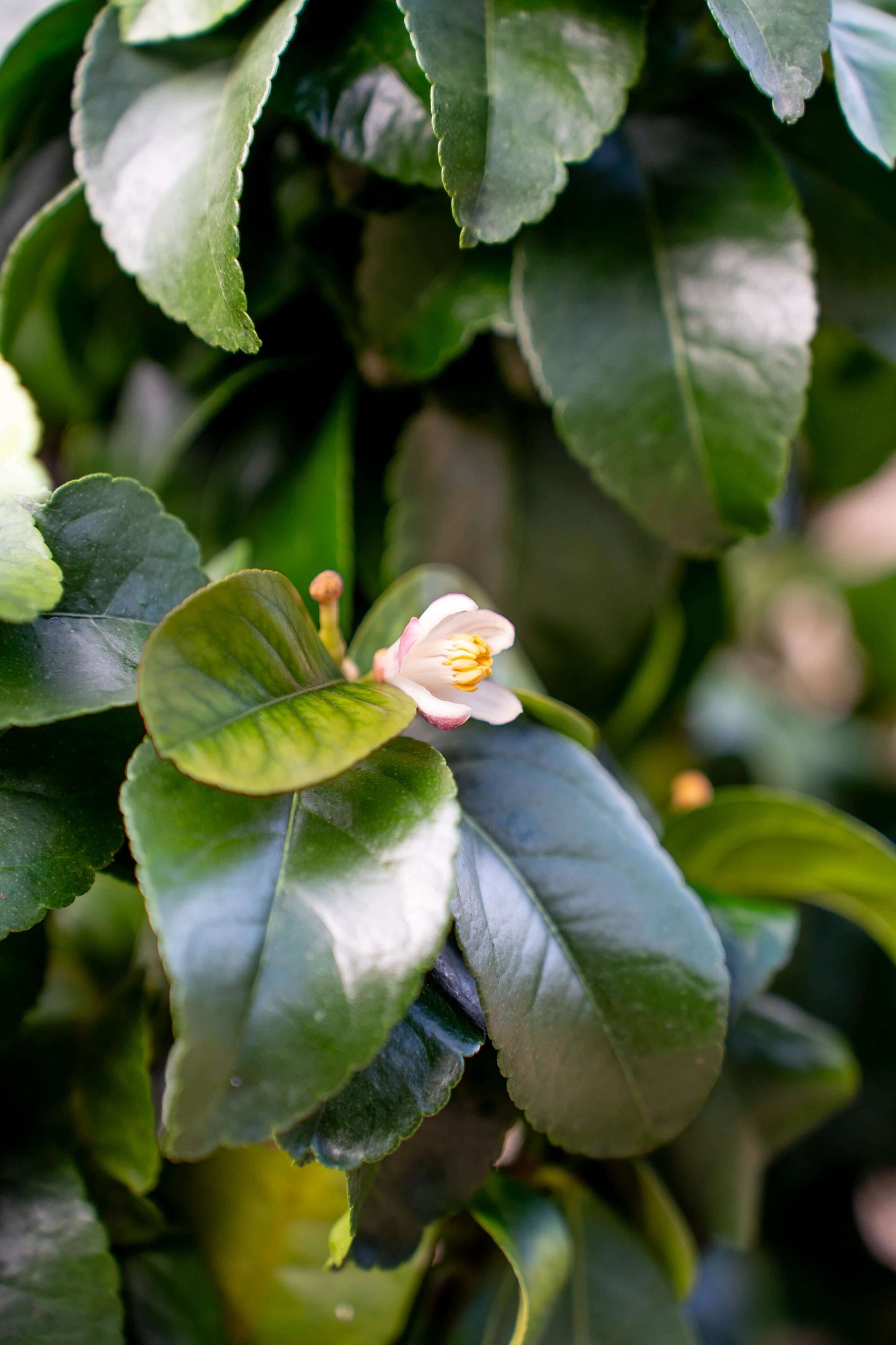 Limone 4 Stagioni (Lunario) ad Alberello - Agrume Rifiorente da Vaso
