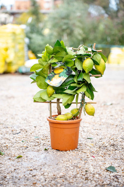 Limone 4 Stagioni su Spalliera a Ventaglio - Agrume Rifiorente