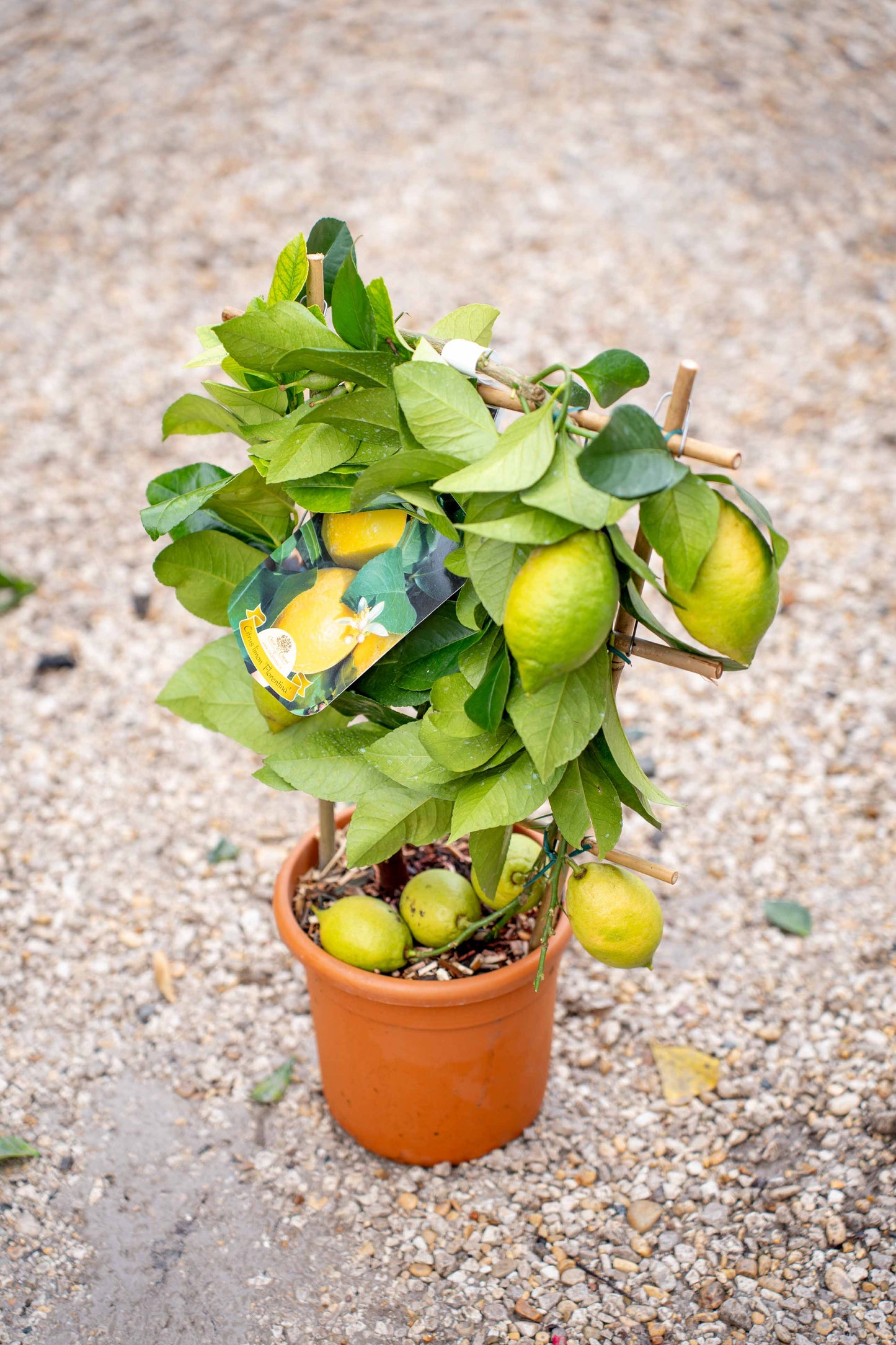 Limone 4 Stagioni su Spalliera a Ventaglio - Agrume Rifiorente