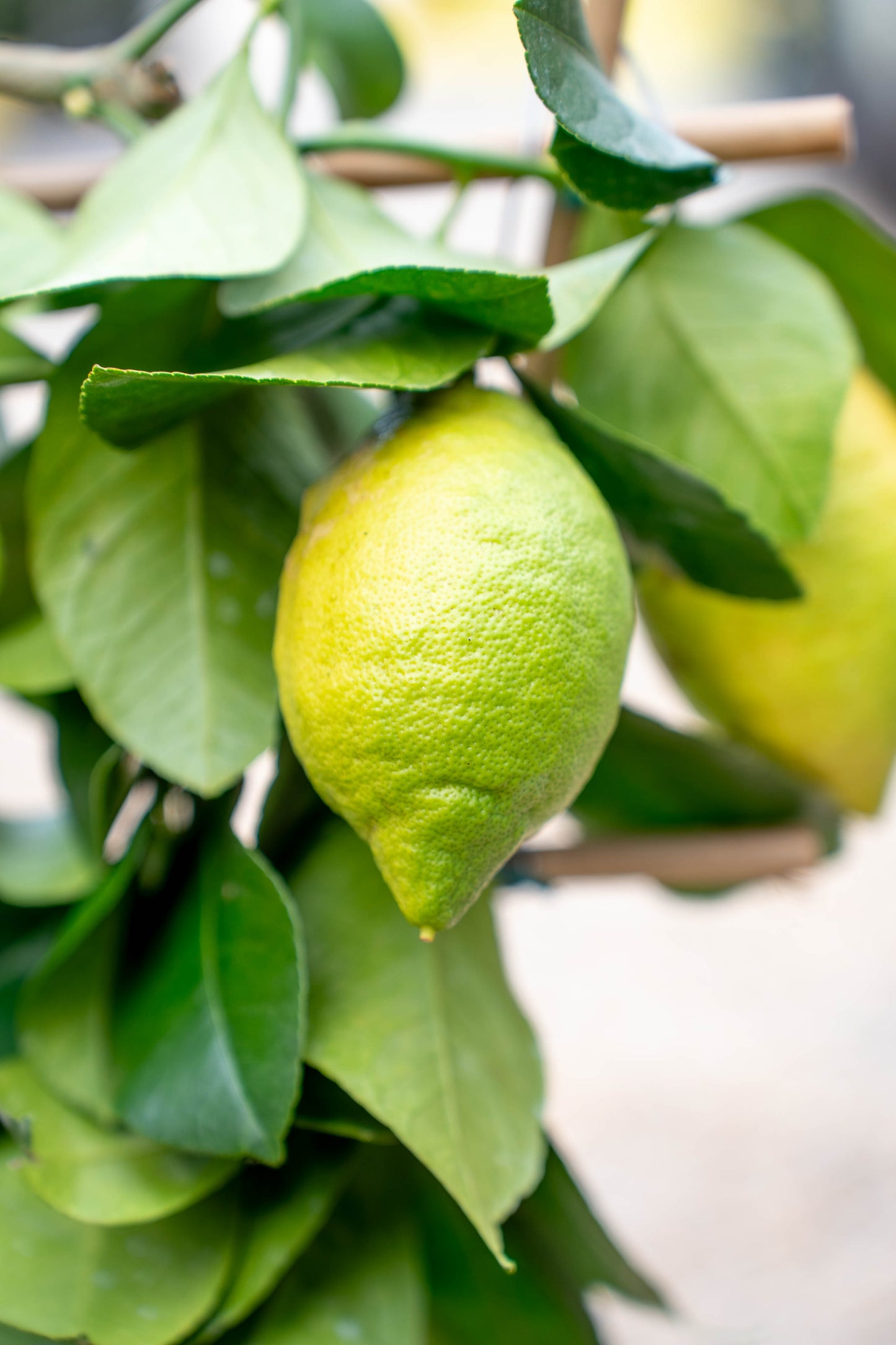 Limone 4 Stagioni su Spalliera a Ventaglio - Agrume Rifiorente