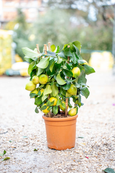 Limone 4 Stagioni Spalliera Rotonda - Agrume Ornamentale