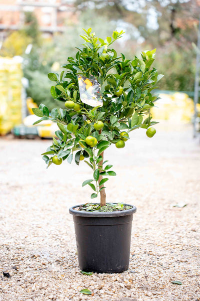 Limone Dolce ad Alberello - Agrume da Vaso
