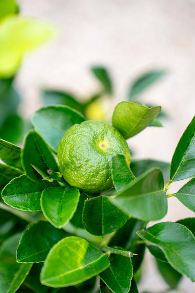 Limone Dolce ad Alberello - Agrume da Vaso