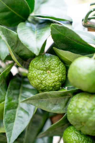 Limone Dolce su Spalliera a Ventaglio - Agrume Ornamentale