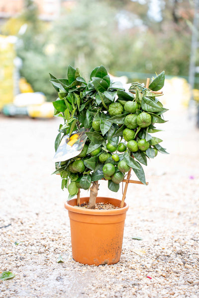 Limone Dolce su Spalliera a Ventaglio - Agrume Ornamentale